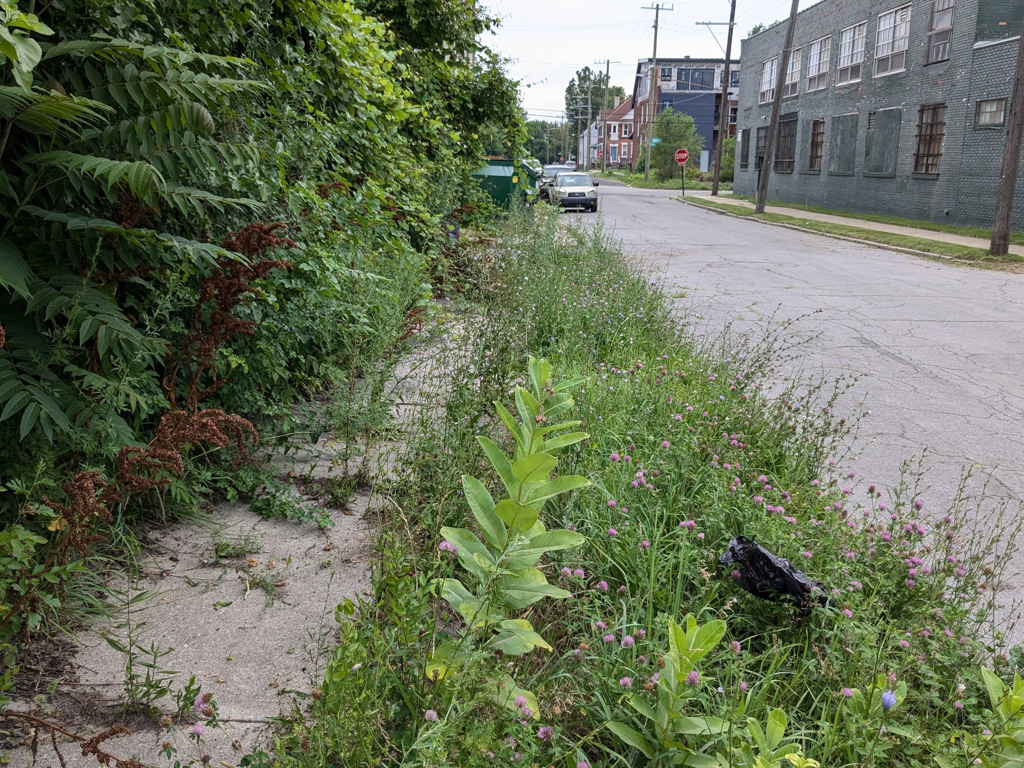 Sidewalk covered in weeds and isn't usable. Fence overgrown and the growth is intruding into the sidewalk.